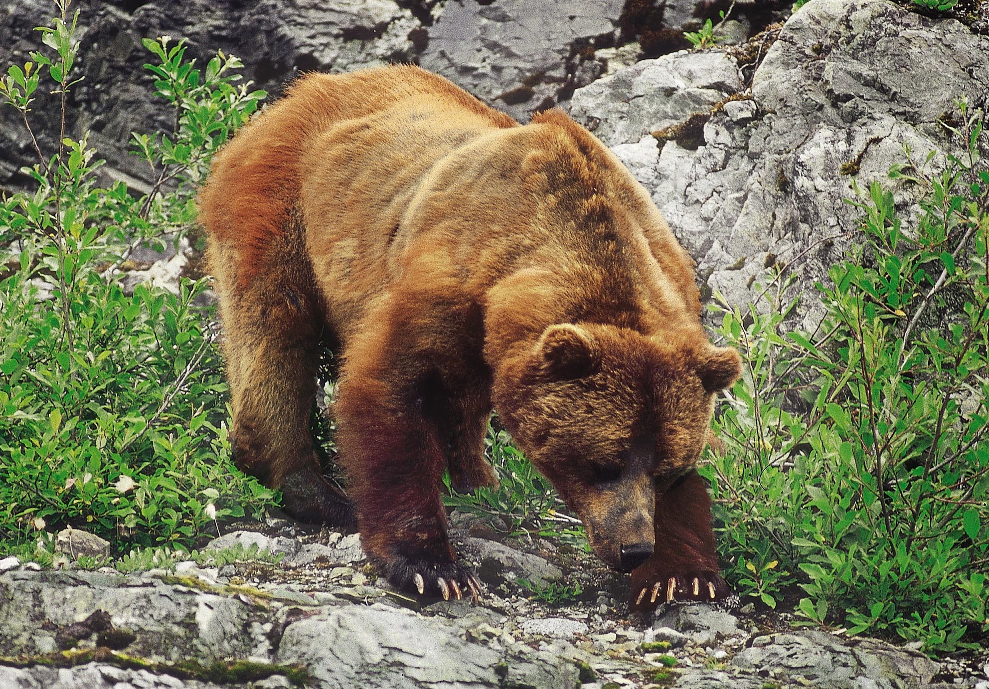 bushmang grizzly bushman grizzly